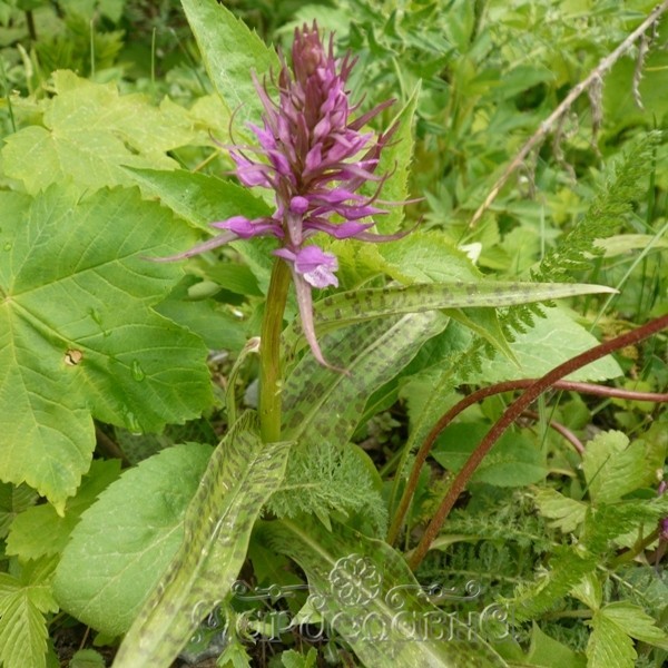 Ятрышник пятнистый (Orchis maculata) Стоковое фото № , фотограф Ирина Яровая / Фотобанк Лори