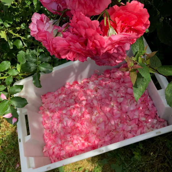 Роза (лепестки)