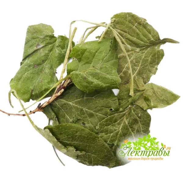 Грушанка круглолистная (лист)