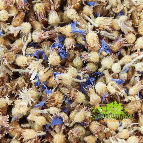 Василек синий (цветы) 