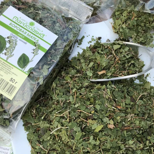 Боровая матка (ортилия) лист