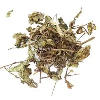 Ортосифон (тычинки)