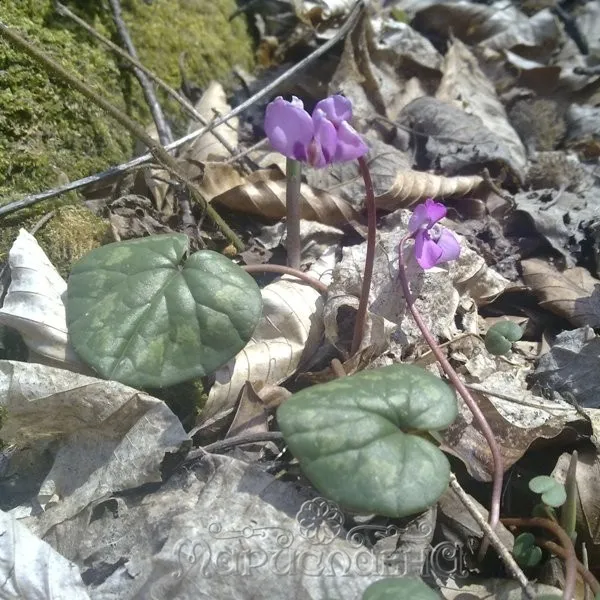 Цикламен капли