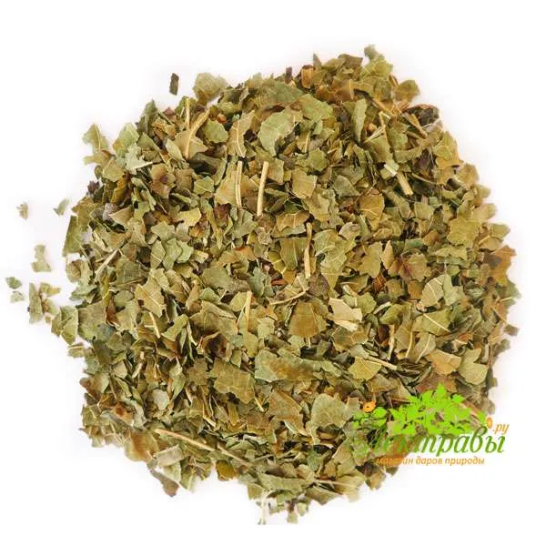 Шелковица (тутовник) лист