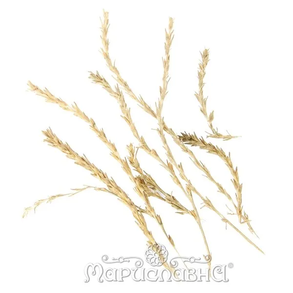 Солянка холмовая (побеги)