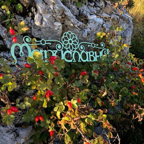 Шиповник (плоды)