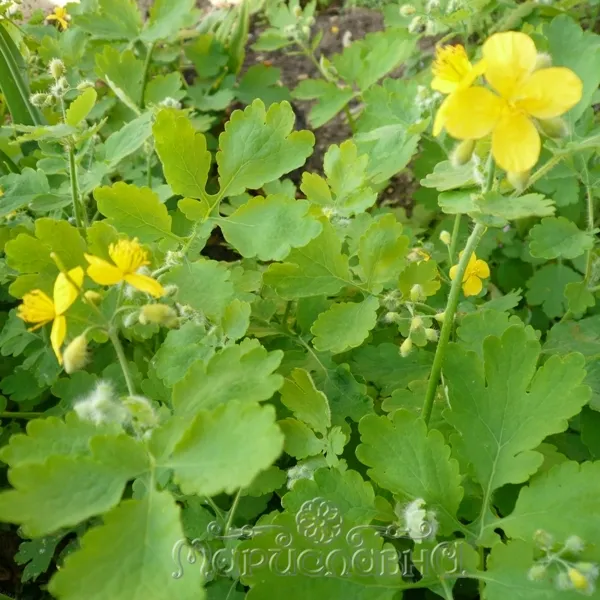 Чистотел (масло)