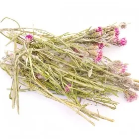 Соссюрея иволистная (трава)