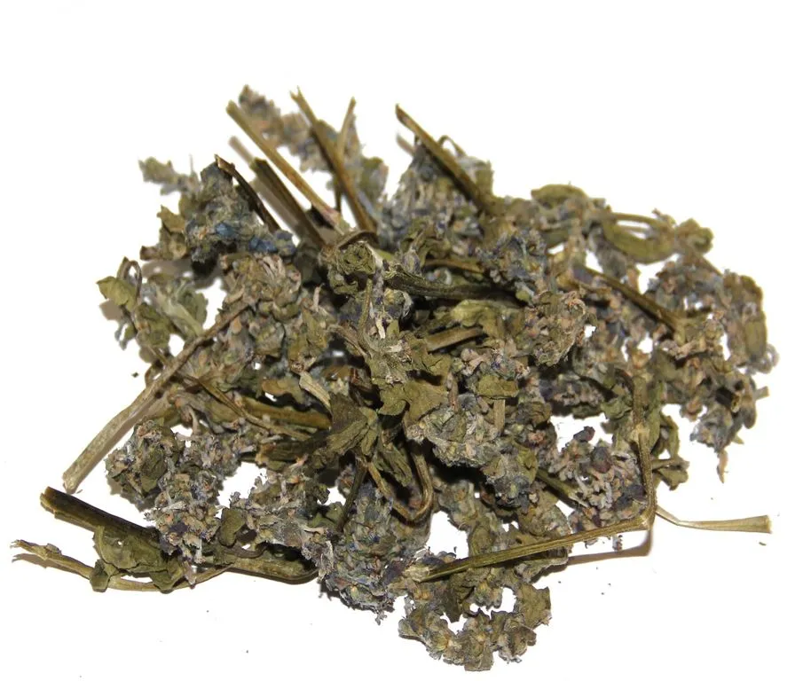 Живучка (трава) аюга