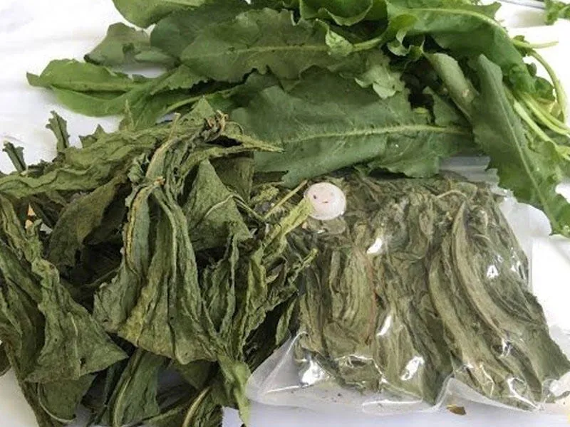 Конский щавель (трава)