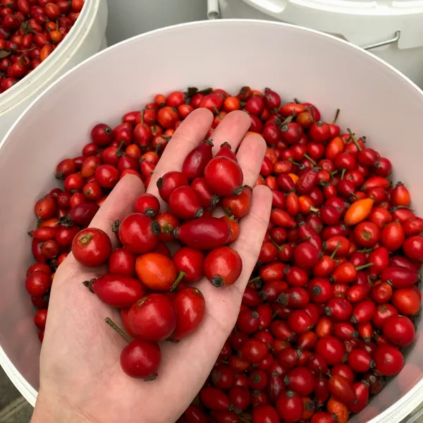 Шиповник (плоды)