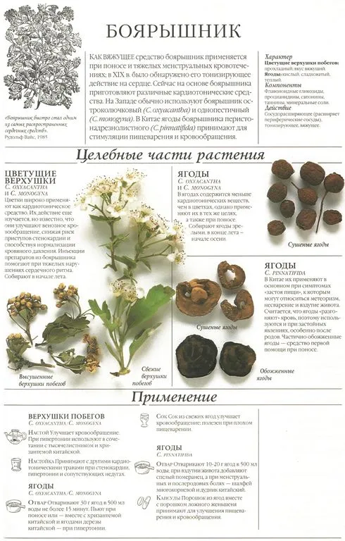 Боярышник (корень)