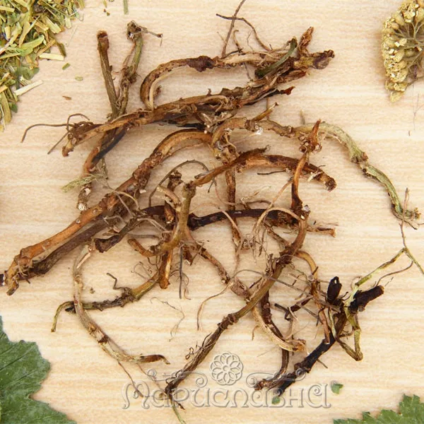 Копытень европейский (корень)