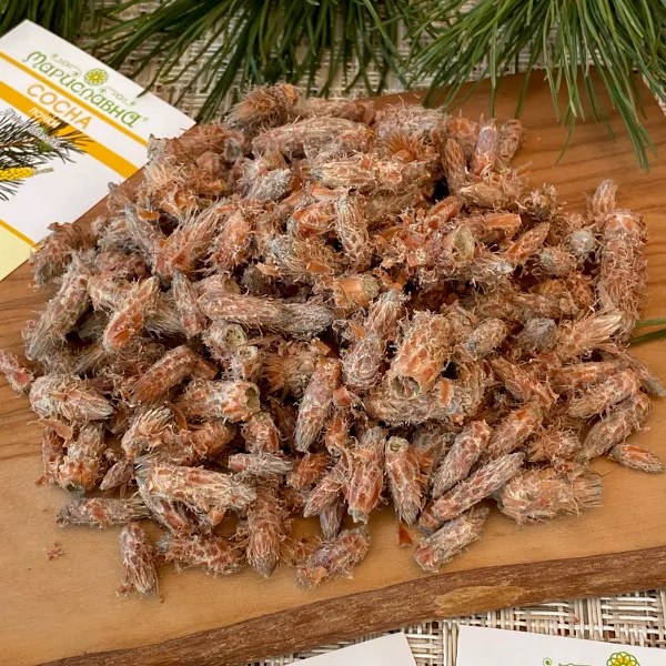 Сосна обыкновенная (почки)