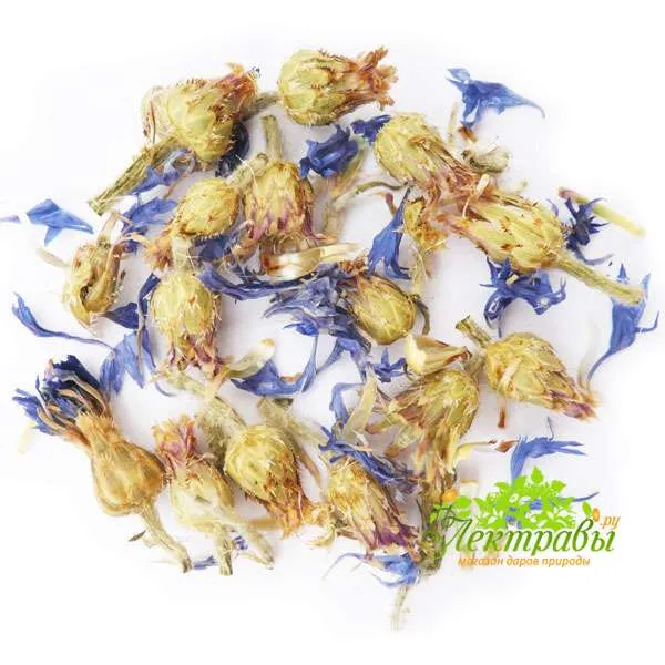 Василек синий (цветы) 