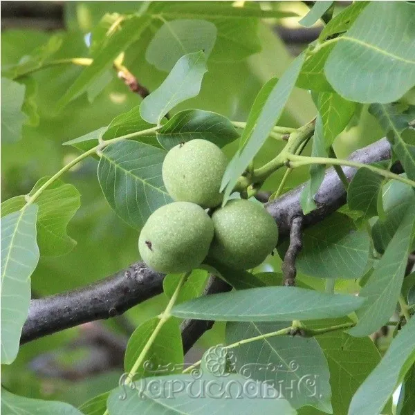 Тодикамп Зеленый грецкий орех на керосине