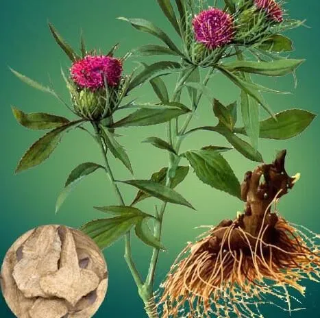 Атрактилодес (корень)