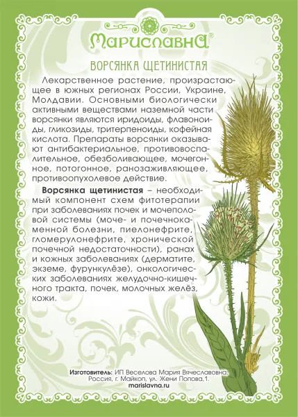 Ворсянка щетинистая (золотая колючка) трава